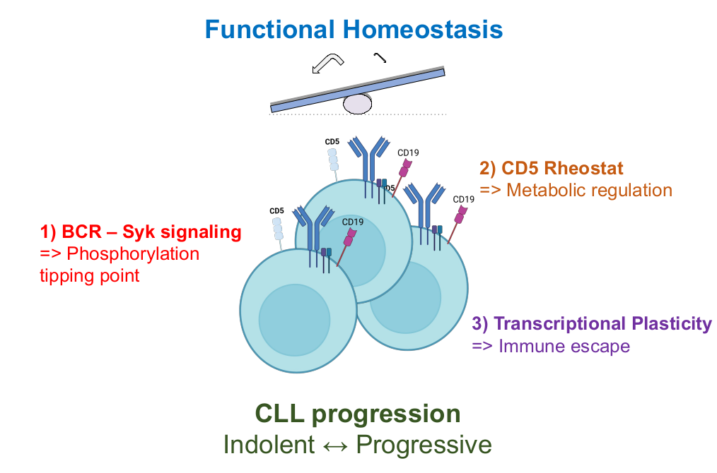 B-Cell Signaling and Functional Plasticity in CLL