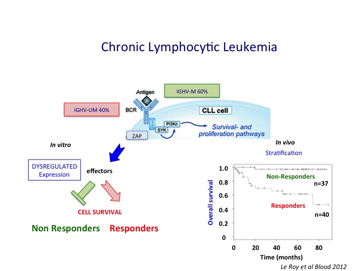 Function of leukemic cells