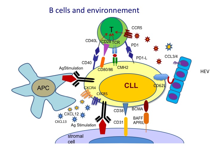 Tumor cells in their microenvironment